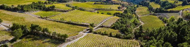 Dentelles de Montmirail view (drone)