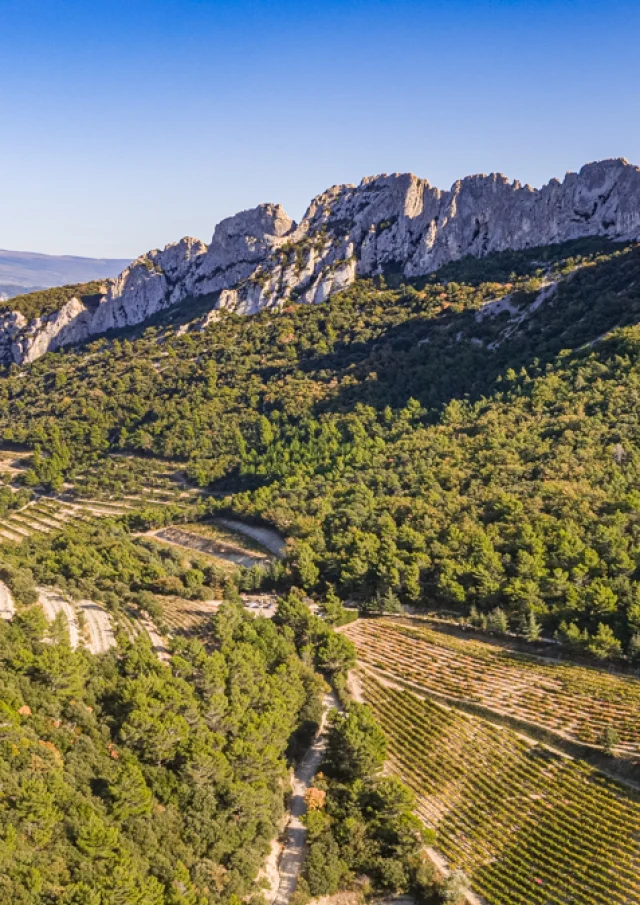 Blick auf die Dentelles de Montmirail