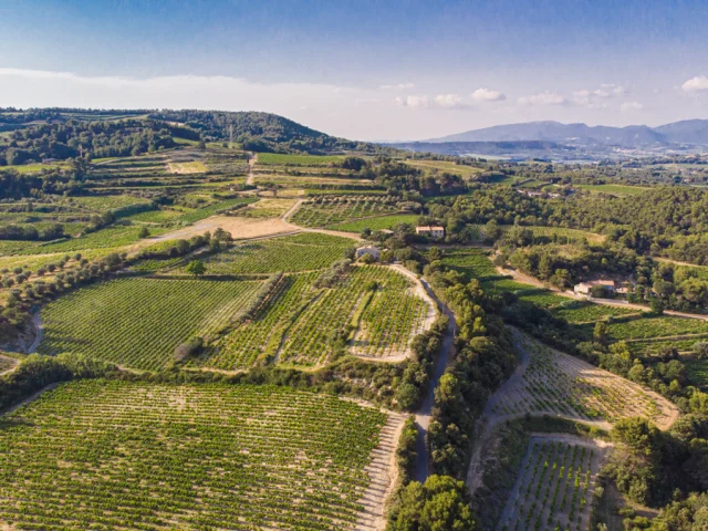 View of the vineyards