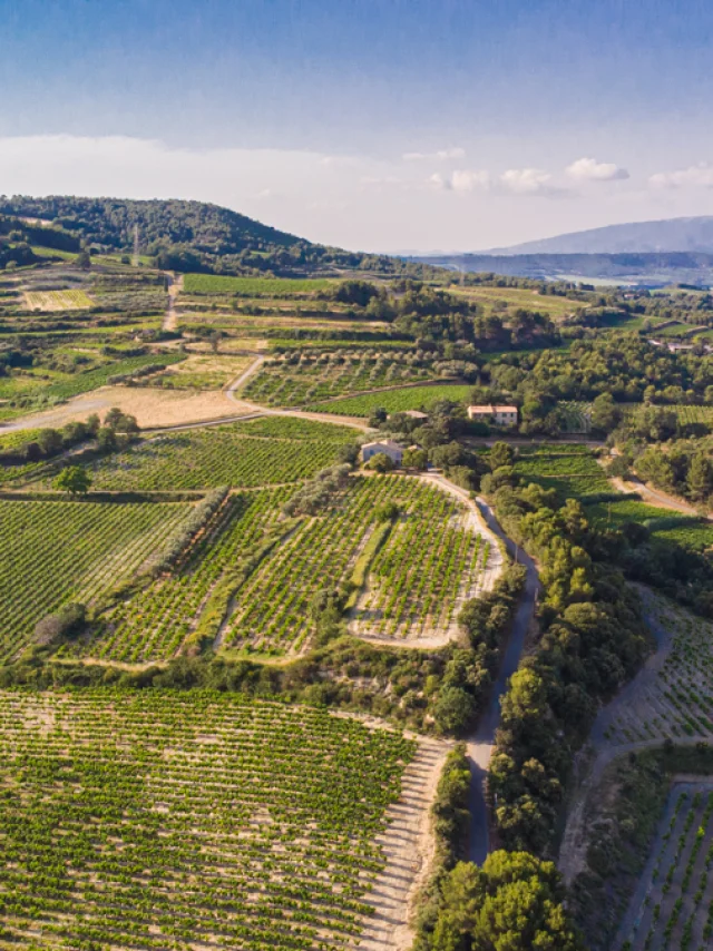 Vue sur les vignobles