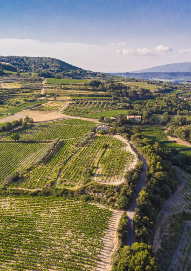 Vue sur les vignobles