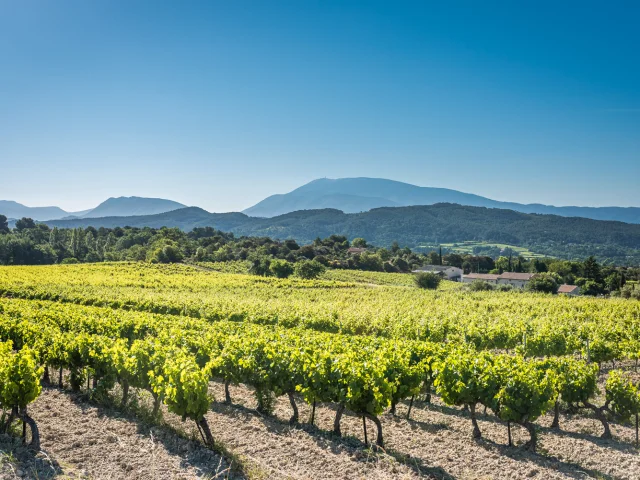 Vignes Vaison Vue Ventoux