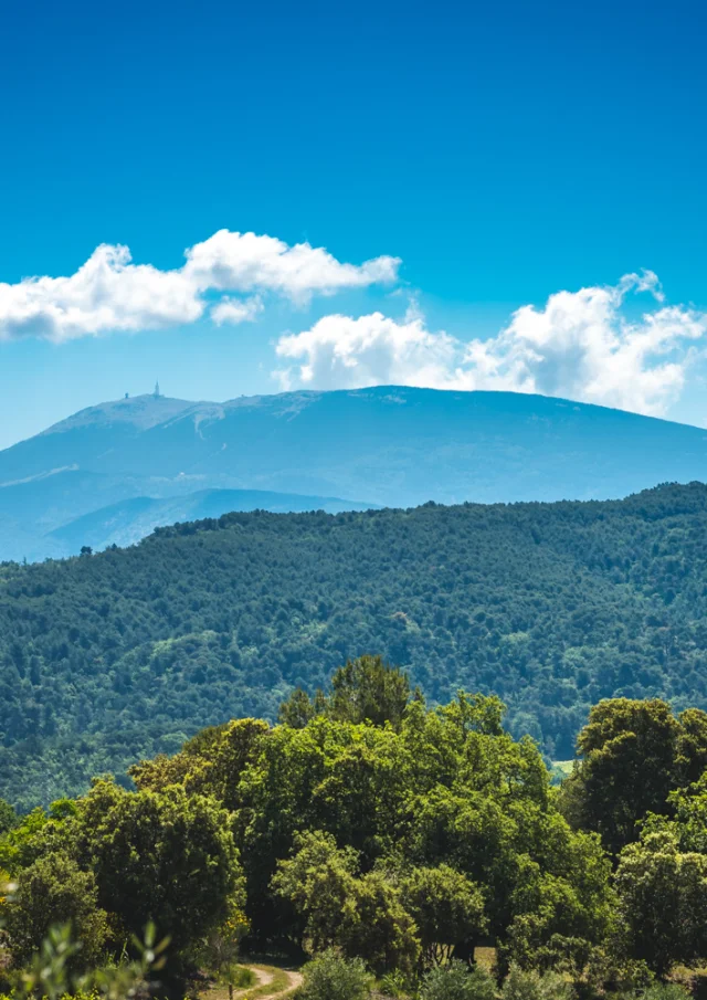 Blick Ventoux Reben