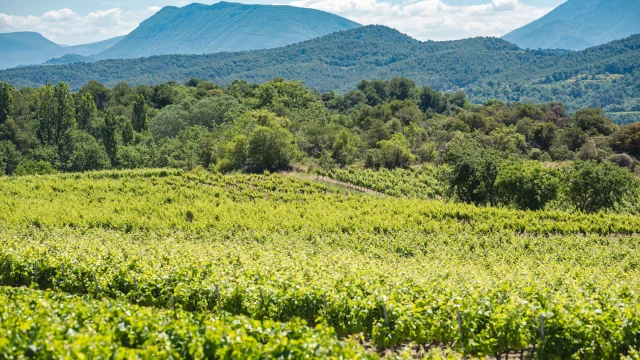 Vignes Vaison