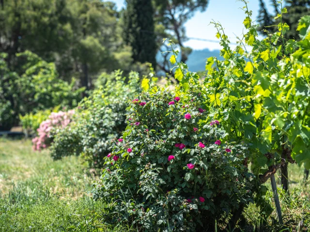 Vignes Vaison