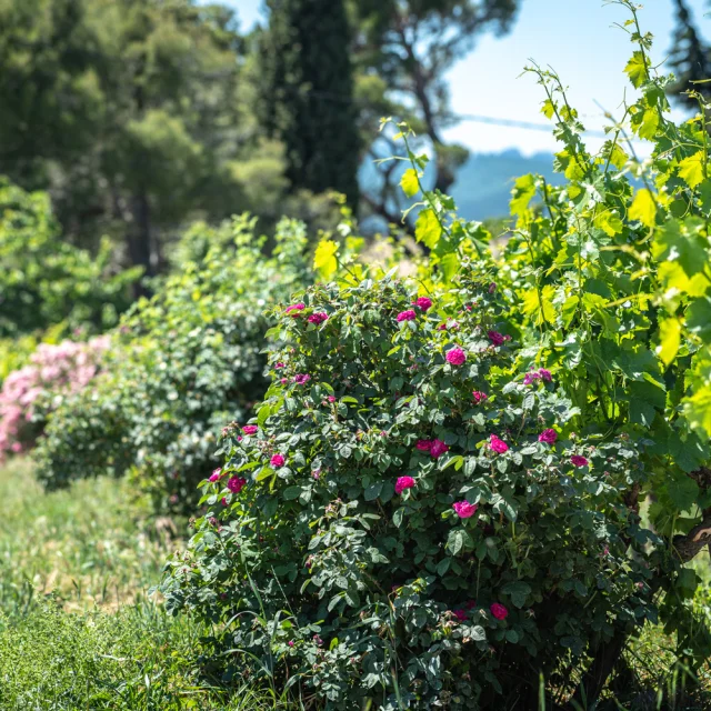 Vignes Vaison