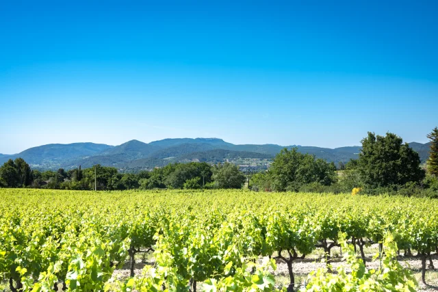 Vignes Vaison