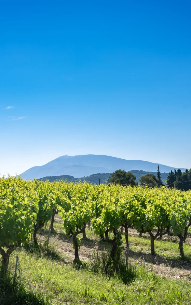 Vignes Vaison Vue Ventoux