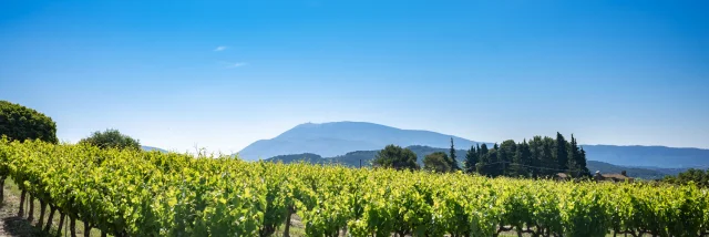 Vines Vaison Vue Ventoux