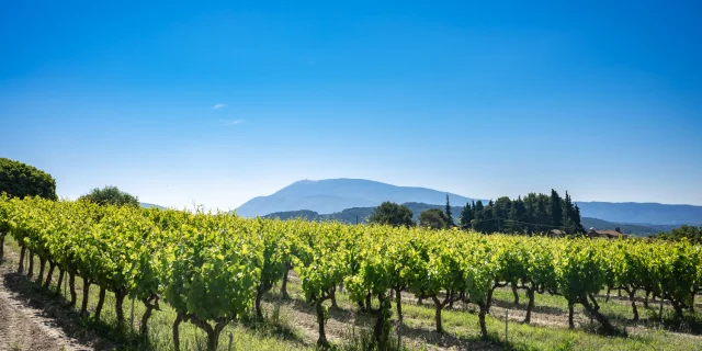 Vignes Vaison Vue Ventoux