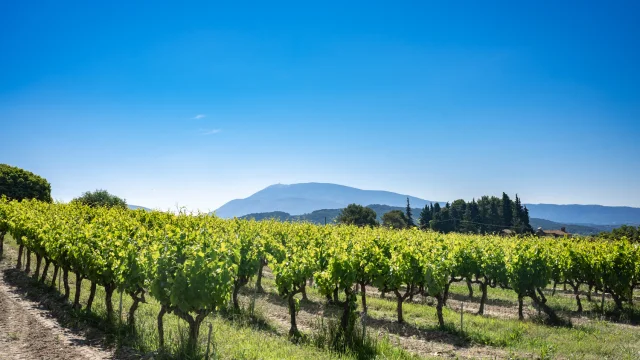 Weinberge Vaison Vue Ventoux