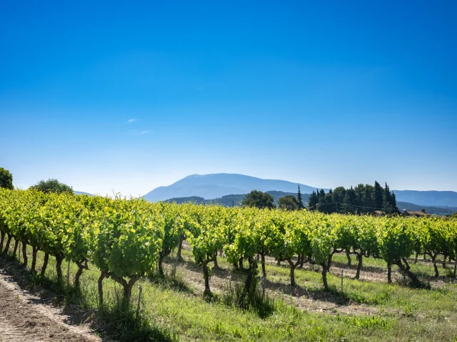 Vines Vaison Vue Ventoux