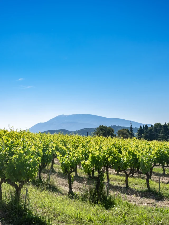 Vignes Vaison Vue Ventoux