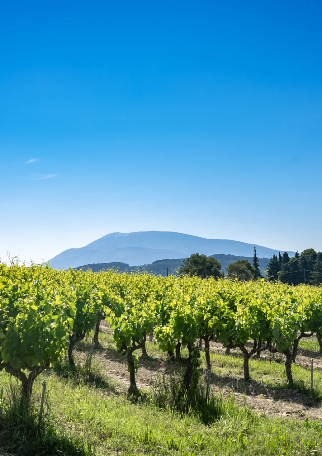 Vignes Vaison Vue Ventoux