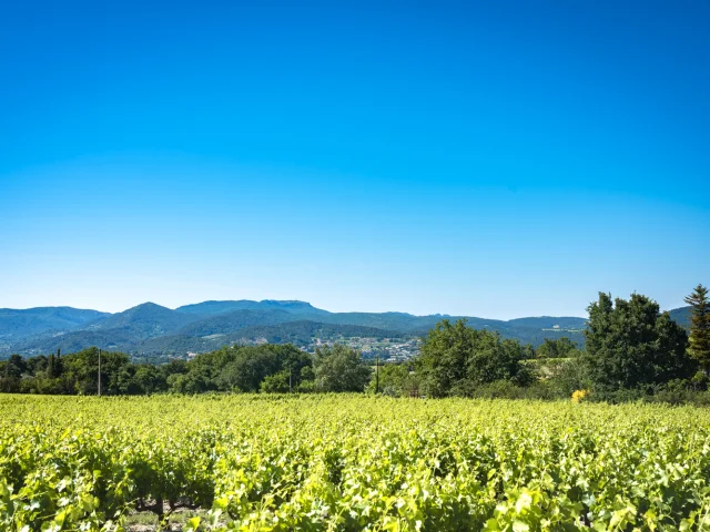 Vines Vaison Vue Ventoux