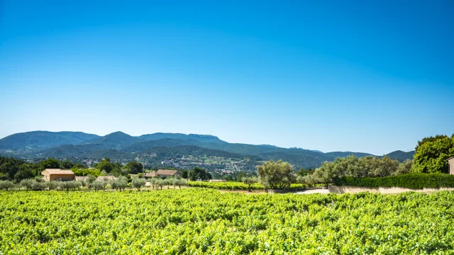 Vignes Vaison