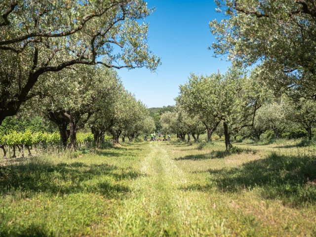 Vignes Vaison