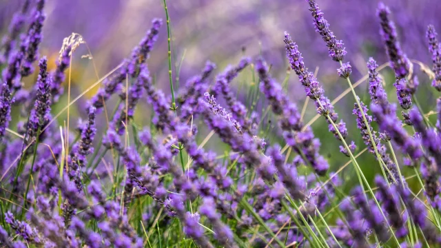 Lavendel