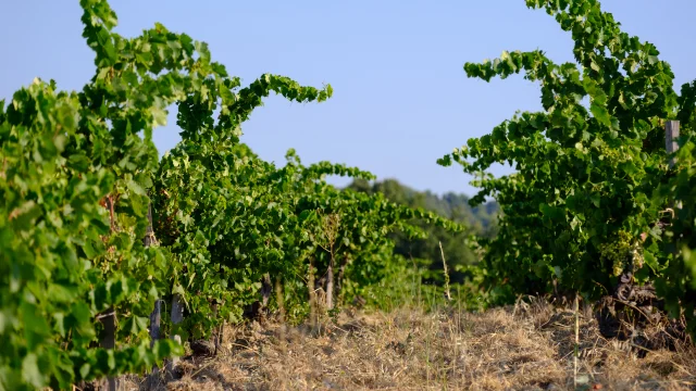 Vigne dans le village vigneron de Rasteau.