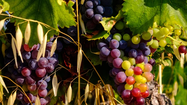 Grappe de raisin sur une vigne