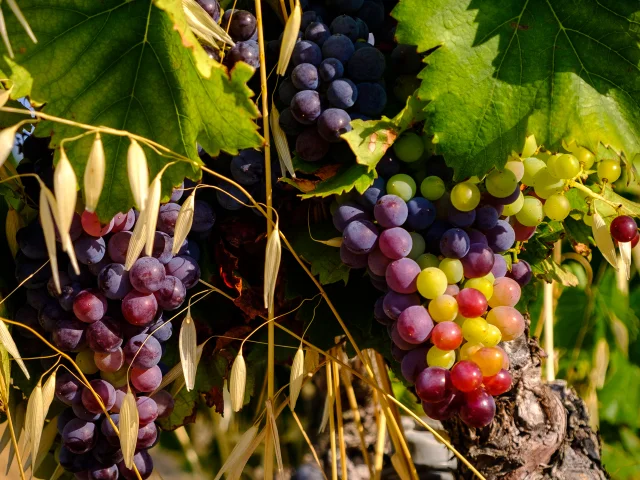 Grappe de raisin sur une vigne