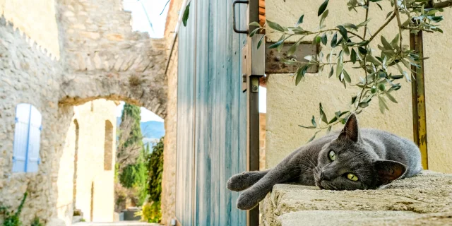 Un chat allongé dans une ruelle de Faucon