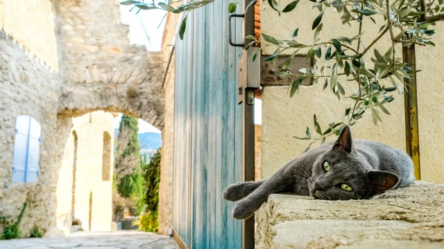 Een kat ligt in een steegje in Faucon