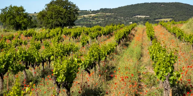 Vignes Printemps