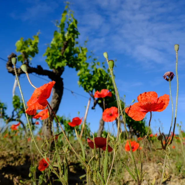 2021 05 25 Vignes Printemps