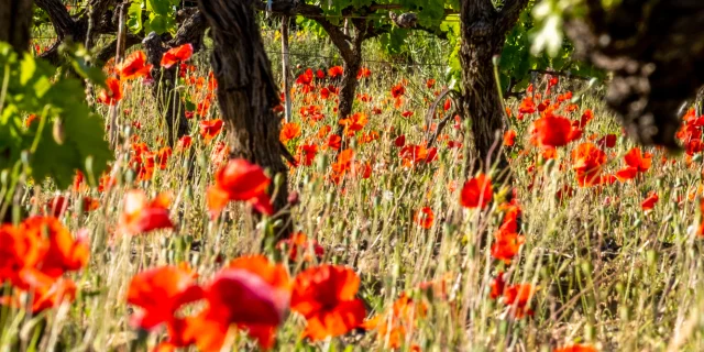 Coquelicots au pied d'une vigne