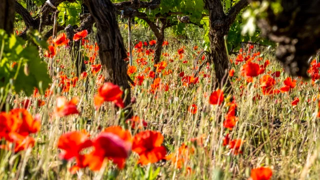 Coquelicots au pied d'une vigne