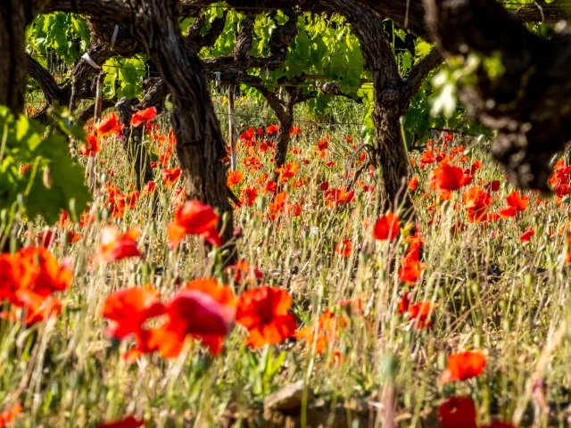 Coquelicots au pied d'une vigne