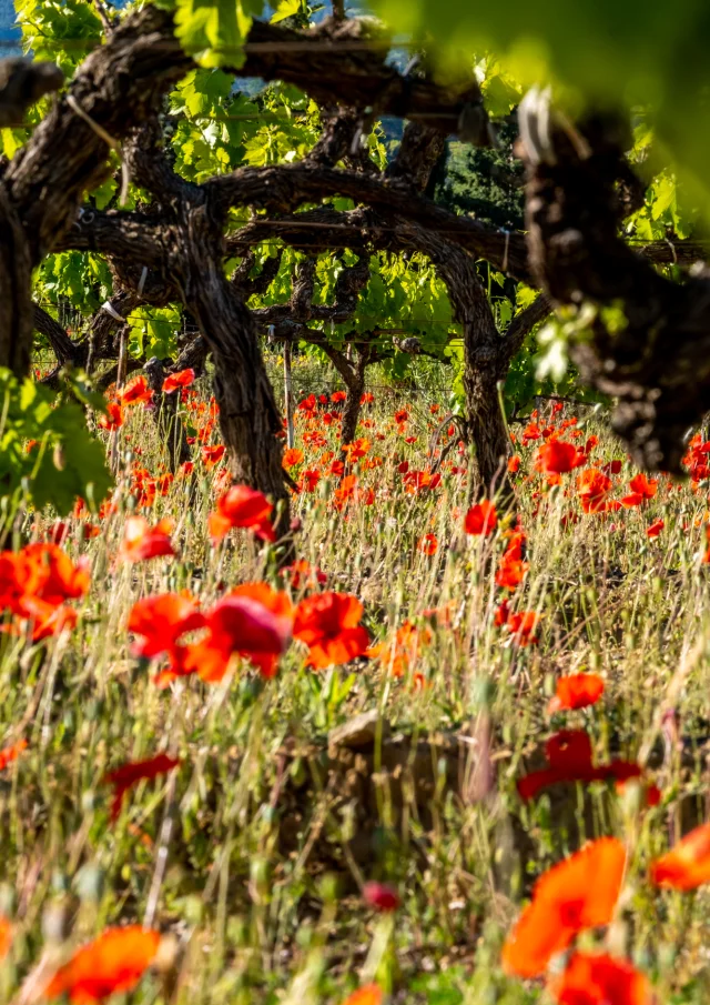 Coquelicots au pied d'une vigne