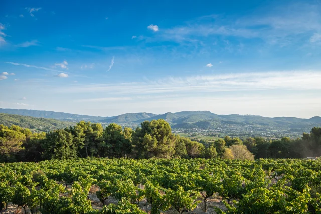 Apéro perché Youpi Tours au domaine La Fille des Vignes pour le départ de Marine