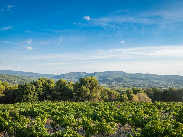 Apéro perché Youpi Tours op Domaine La Fille des Vignes voor het afscheidsfeest van Marine