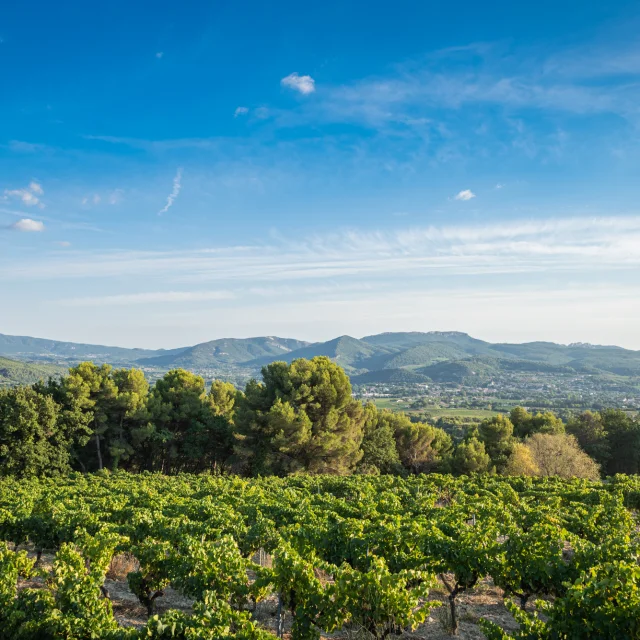 Apéro perché Youpi Tours auf dem Weingut La Fille des Vignes zum Abschied von Marine