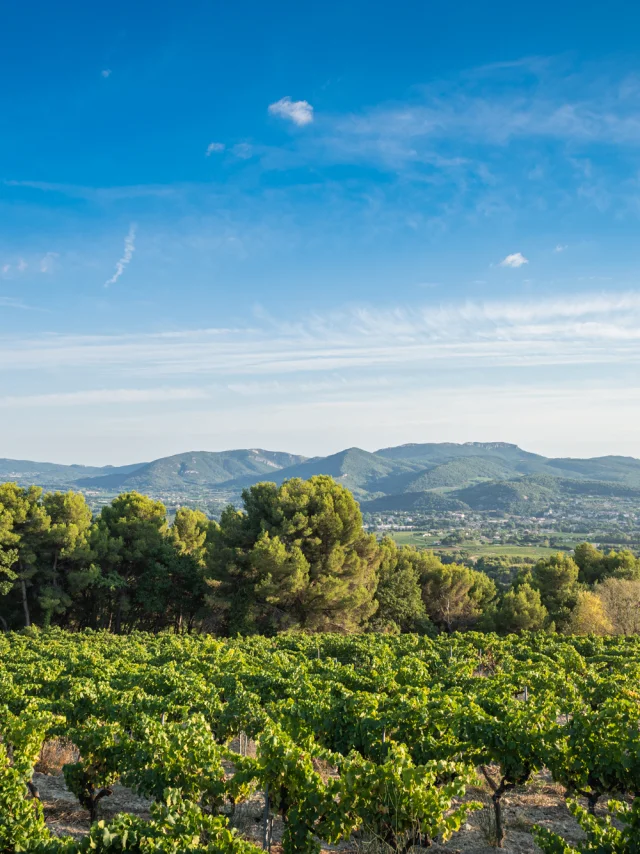 Apéro perché Youpi Tours au domaine La Fille des Vignes pour le départ de Marine