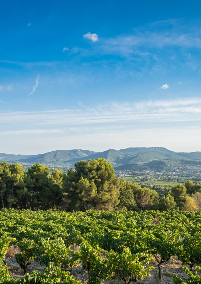 Apéro perché Youpi Tours au domaine La Fille des Vignes pour le départ de Marine