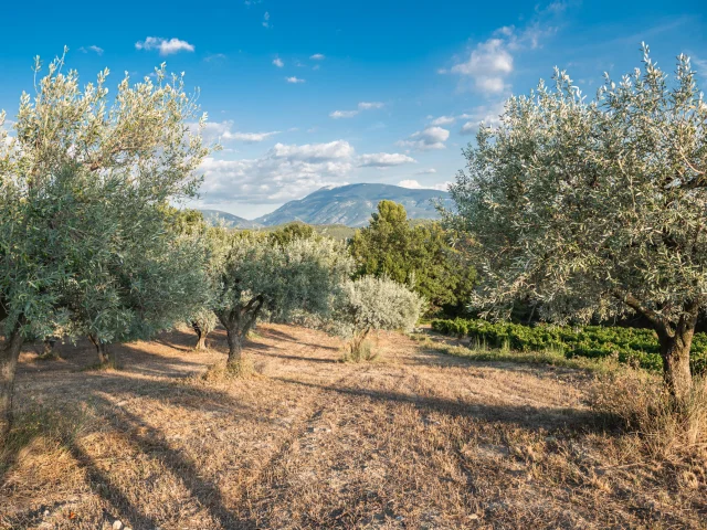 Apéro perché Youpi Tours au domaine La Fille des Vignes pour le départ de Marine