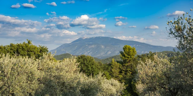 Vue sur le Mont Ventoux avec des oliviers en premier plan