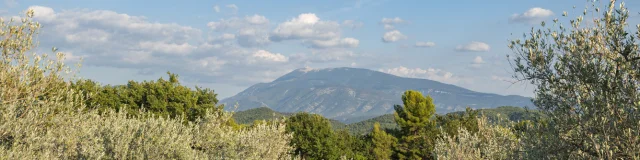 Apéro perché Youpi Tours au domaine La Fille des Vignes pour le départ de Marine