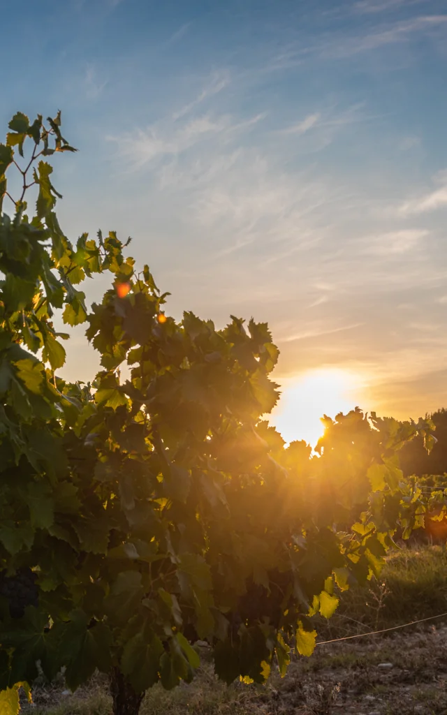 Apéro perché Youpi Tours auf dem Weingut La Fille des Vignes zum Abschied von Marine