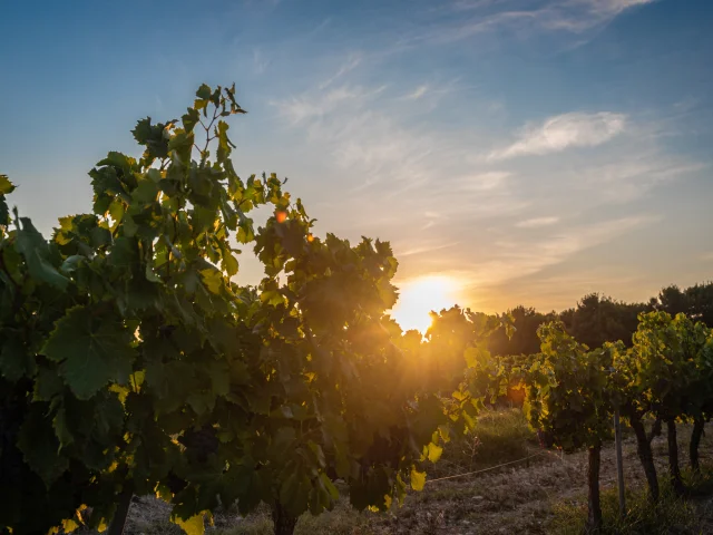 Apéro perché Youpi Tours au domaine La Fille des Vignes pour le départ de Marine