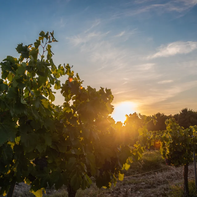 Apéro perché Youpi Tours au domaine La Fille des Vignes pour le départ de Marine