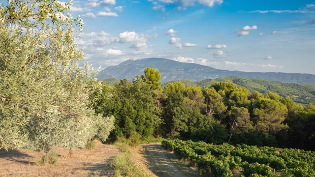 Apéro perché Youpi Tours au domaine La Fille des Vignes pour le départ de Marine