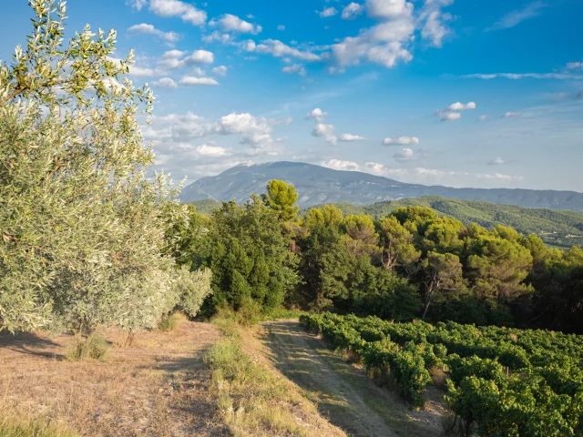 Apéro perché Youpi Tours op Domaine La Fille des Vignes voor het afscheidsfeest van Marine