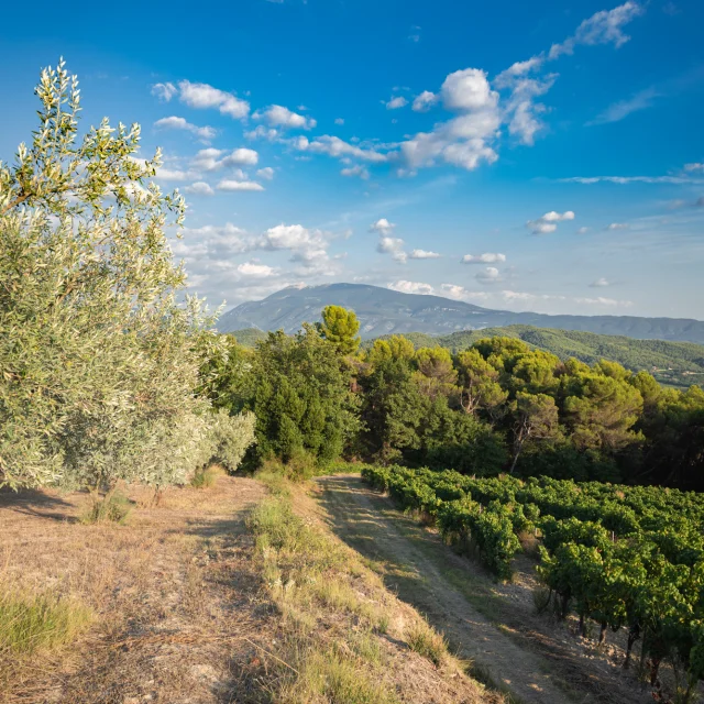 Apéro perché Youpi Tours au domaine La Fille des Vignes pour le départ de Marine