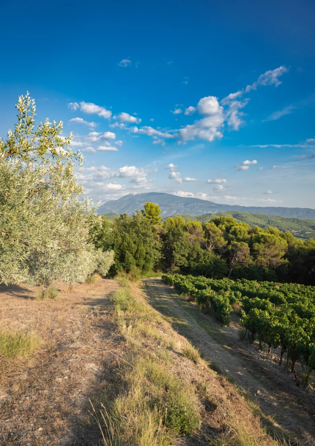 Apéro perché Youpi Tours au domaine La Fille des Vignes pour le départ de Marine