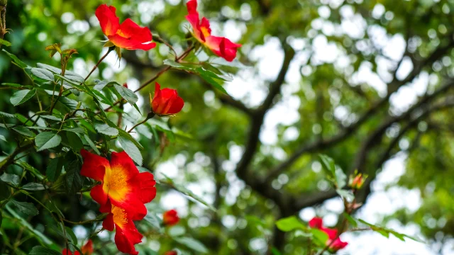 Fleurs sauvages