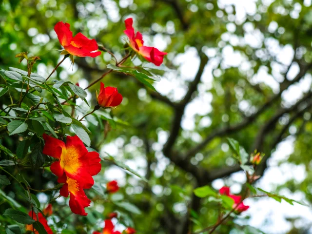 Fleurs sauvages